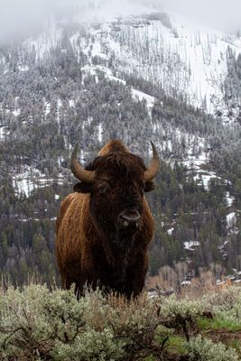 American Bison Against a Mountain.jpg