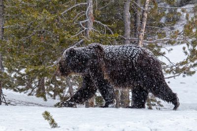 Bear in the Snowstorm.jpg