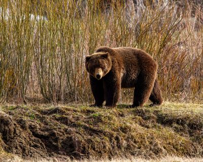 Big Grizzly in the Brush.jpg