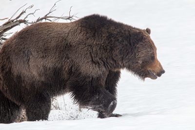 Big Grizzly in the Snow.jpg