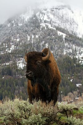 Bison with mountain.jpg