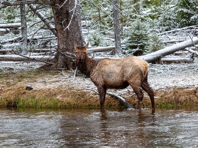 Cow Elk in the Madison River.jpg