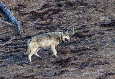 Grey Wolf on the Hillside.jpg