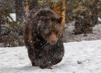 Grizzly Bear in a Snowstorm at Fishing Bridge Junction.jpg