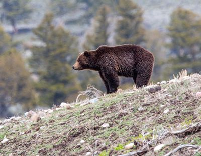 Grizzly Bear on the Hillside.jpg