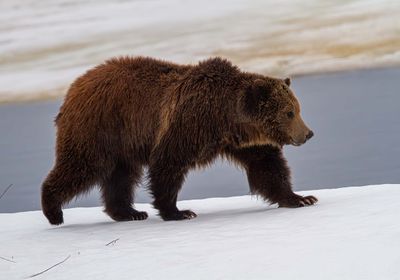 Grizzly Bear walking in the snow.jpg