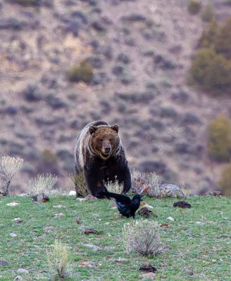 Grizzly near Mammoth Hot Springs with raven.jpg