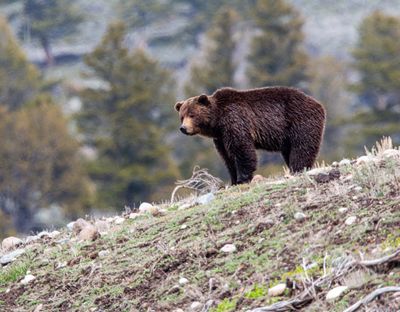 Grizzly Posed on a Hillside.jpg