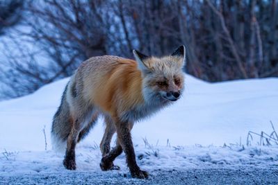 Northern Fox.jpg