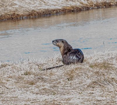 Otter on the Madison River.jpg