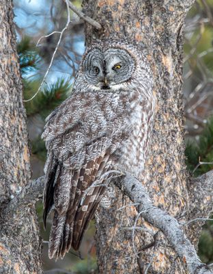 Owl in a tree near Bridge Bay.jpg