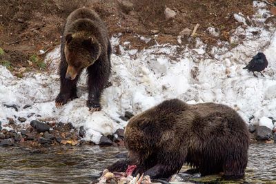 Two Grizzlies at the Bison Carcasses.jpg