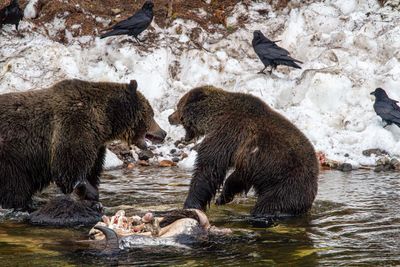 Two grizzlies on a bison carcass.jpg