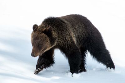 Young Grizzly in the Snow.jpg