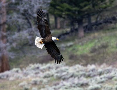 Bald Eagle on the Wing.jpg
