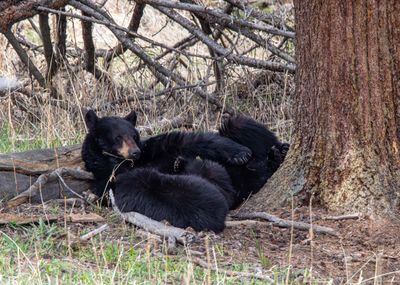 Black bear family under the tree.jpg