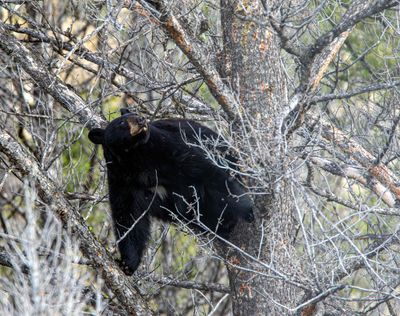 Black bear in a tree.jpg