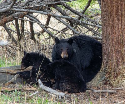Black bear mom watchful.jpg