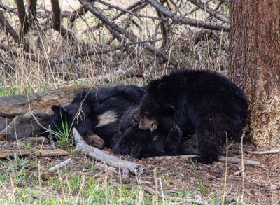 Black bear resting.jpg