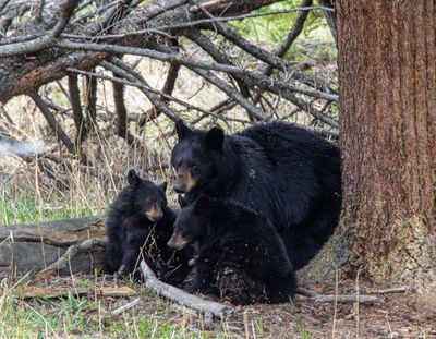 Black bear sow with two cubs under a tree.jpg