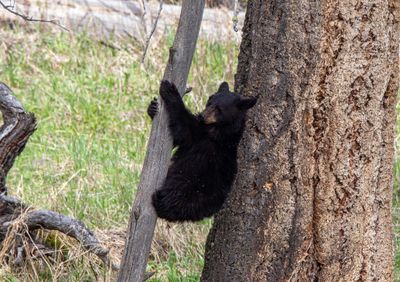 Black bear yearling between two trees.jpg