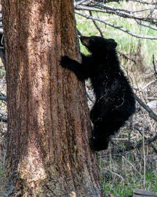 Black Bear Yearling Climbing a Tree.jpg