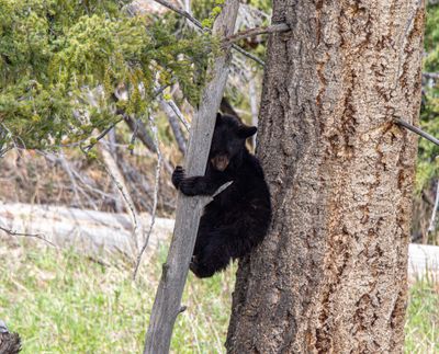 Black bear yearling on a skinny sapling.jpg