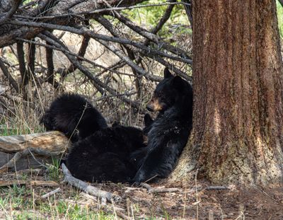 Black Bear Yearlings Nursing.jpg