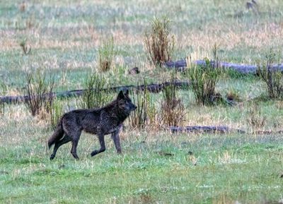 Black Wolf at Slough Creek.jpg