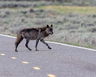 Black Wolf on the Road Near Soda Butte Cone.jpg