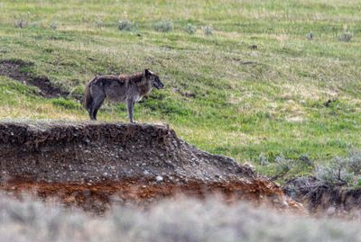 Black Wolf Surveying the Lamar Valley.jpg