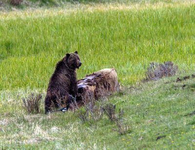 Grizzly bear on a carcass at Slough Creek.jpg