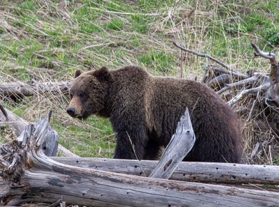 Grizzly Behind the Log.jpg