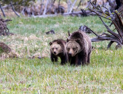 Grizzly Sow and Yearling Near Norris Junction.jpg