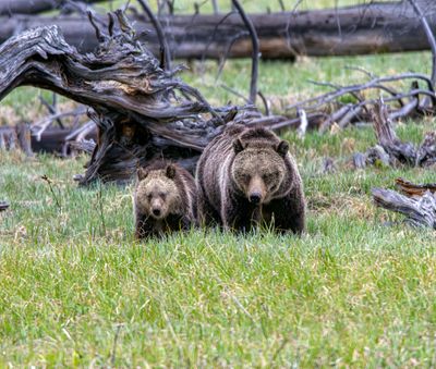 Grizzly Sow and Yearling Near the Ranger Museum.jpg