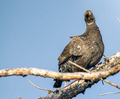 Grouse hen looking out.jpg
