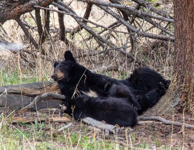 Lazy Bears.jpg