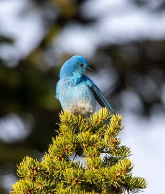 Mountain Bluebird at the Top of an Evergreen.jpg