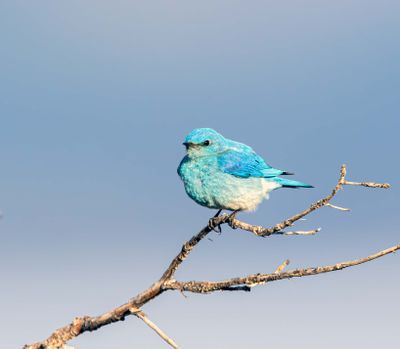 Mountain Bluebird on a Small Branch.jpg