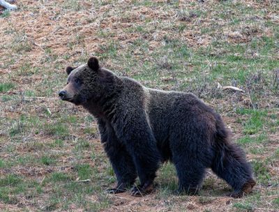 Young Grizzly Boar Curious.jpg