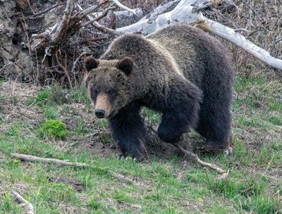 Young Grizzly Boar in the Deadfall.jpg