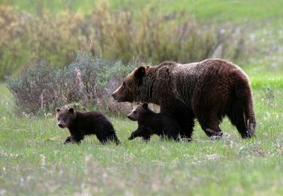 610 with her cubs.jpg