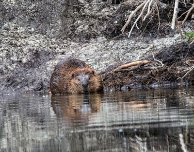 Beaver at the shore.jpg