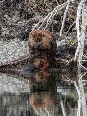 Beaver bent over.jpg