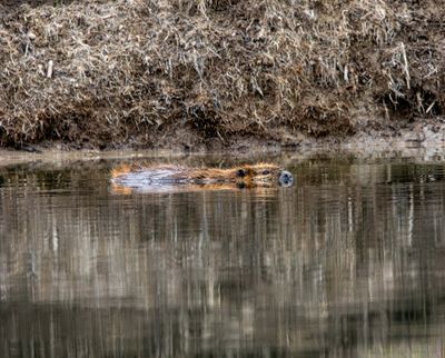 Beaver in the water at Cattlemans Bridge.jpg