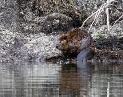 Beaver looking at the water.jpg