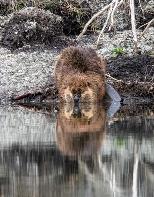 Beaver Nose in the water.jpg