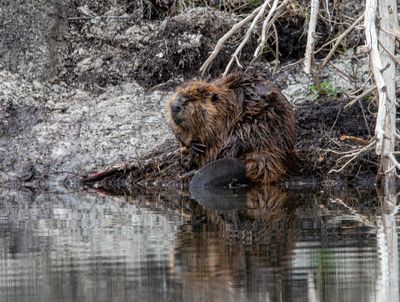 Beaver posing.jpg