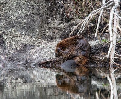 Beaver scratching his head.jpg