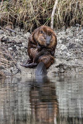 Beaver sitting.jpg